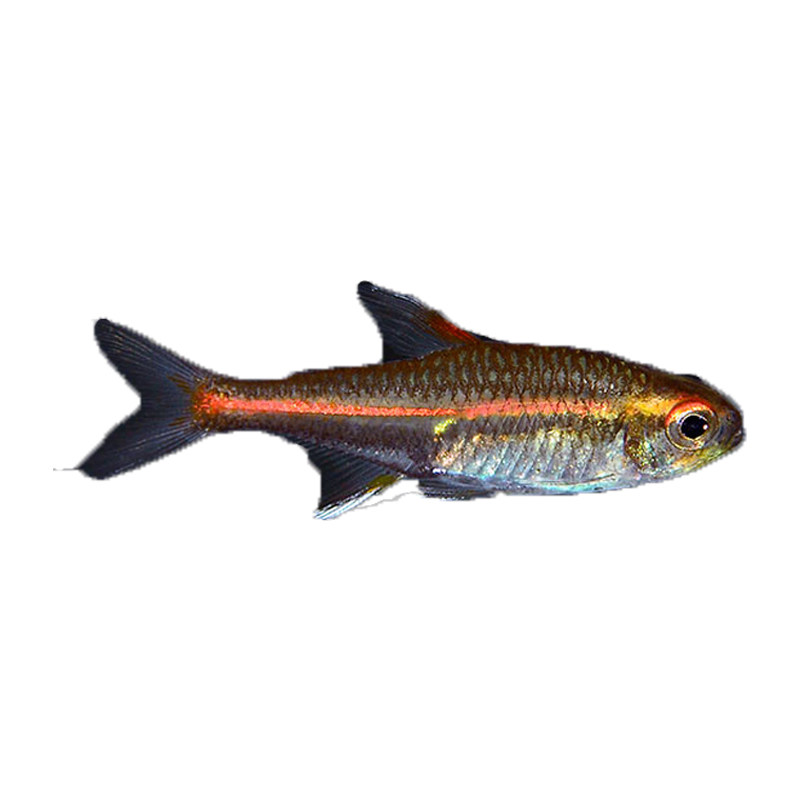 时代光管玻璃霓虹灯热带观赏鱼水草缸群小型红光鱼