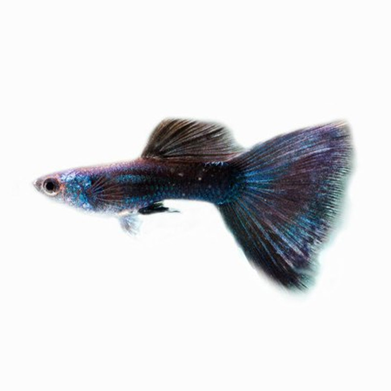 时代小冰蓝孔雀莫斯科入门级扇尾孔雀小型活体鱼