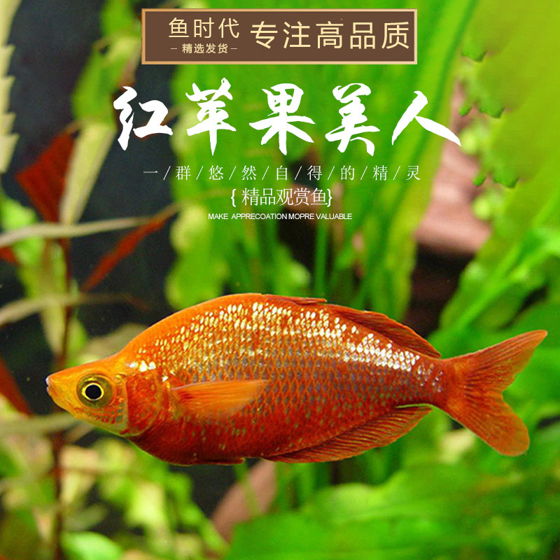 果美人美人红苹红尾电光球型石美人刚果鱼草热带鱼