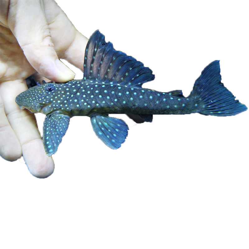 鱼时代l128紫钻异形鱼野南美异型鱼草缸活体淡水热带鱼观赏鱼