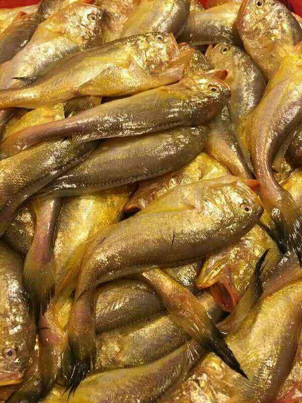 东海野生梅童鱼新鲜野生大头子梅鱼梅子鱼小黄鱼温州子梅鱼鲜活水