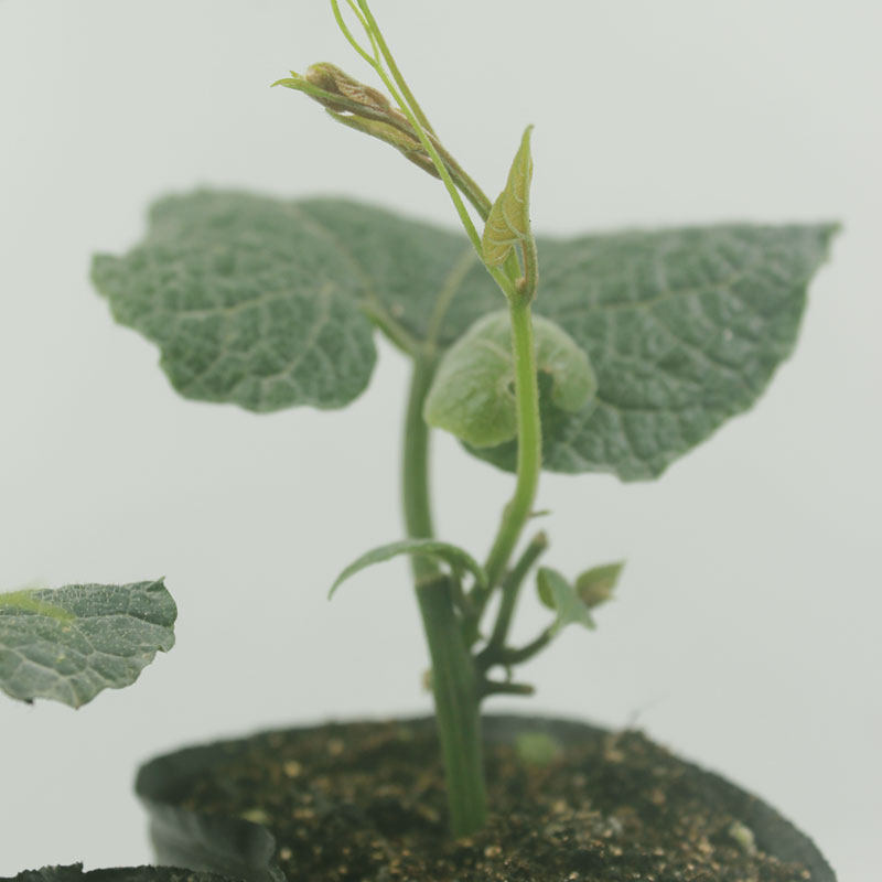 罗汉果新鲜广西桂林永福高山种植采挖1斤包邮罗汉果