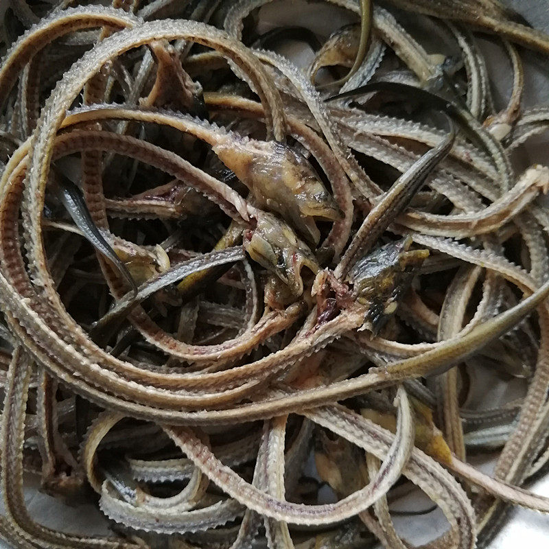 苏北农村 鲜活现杀野生黄鳝骨头250/份 野生鳝鱼骨头 新鲜鳝骨头