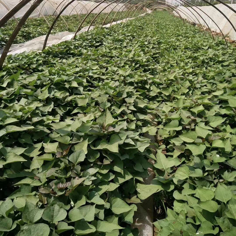 种苗脱毒原种红薯地瓜山芋苗紫薯苗烟薯蜜薯番薯