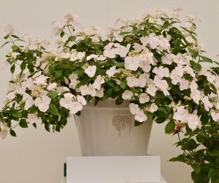 荷兰进口落跑新娘绣球垂吊攀援行道树