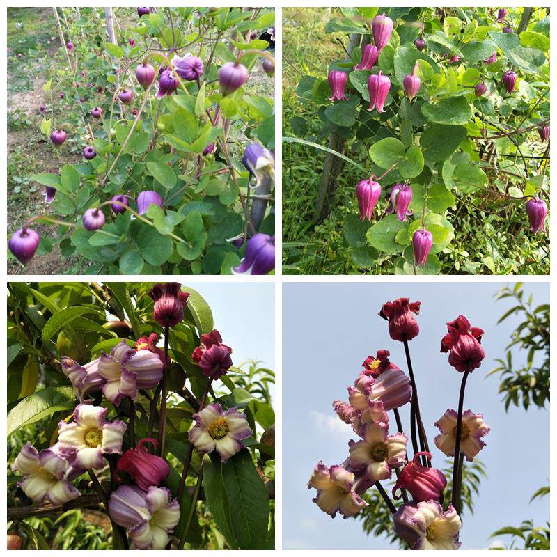 铁线莲胭脂扣国王的梦等藤本皇后攀援庭园阳台盆栽花卉耐美景无边