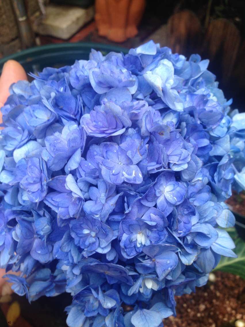 绣球锈球花苗新品系列你我我的一起大花阳台观叶