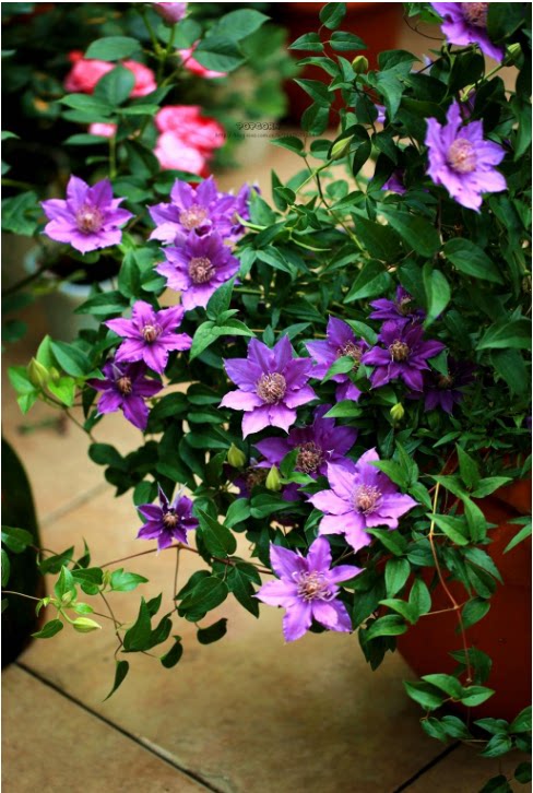 【新手入门】阳台盆栽绿植如梦铁线莲耐热花量大庭院爬藤花卉