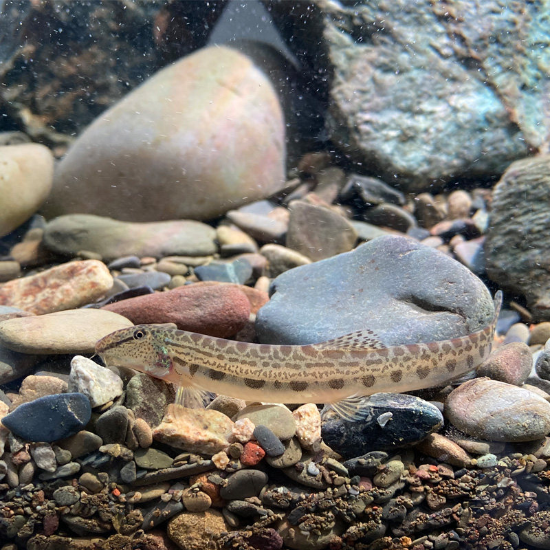 淡水小型观赏鱼中华华沙鳅鱼中国原生冷水清道夫鱼