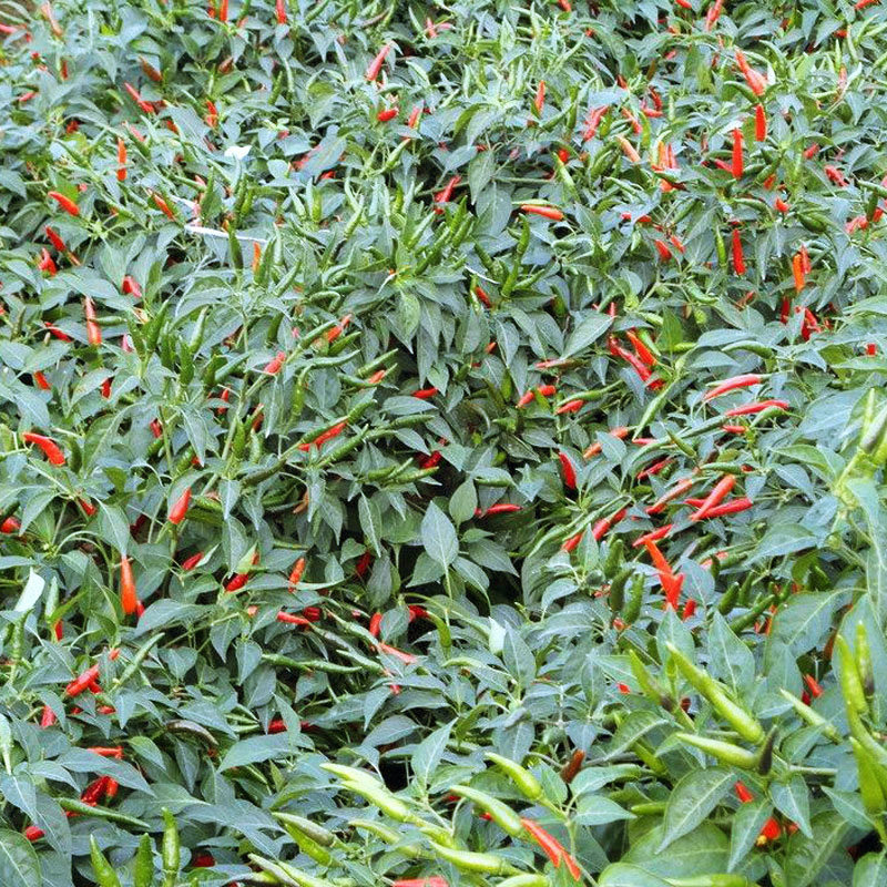 新鲜农家自种大号艳红红辣椒蔬菜小米椒朝天椒指天辣椒