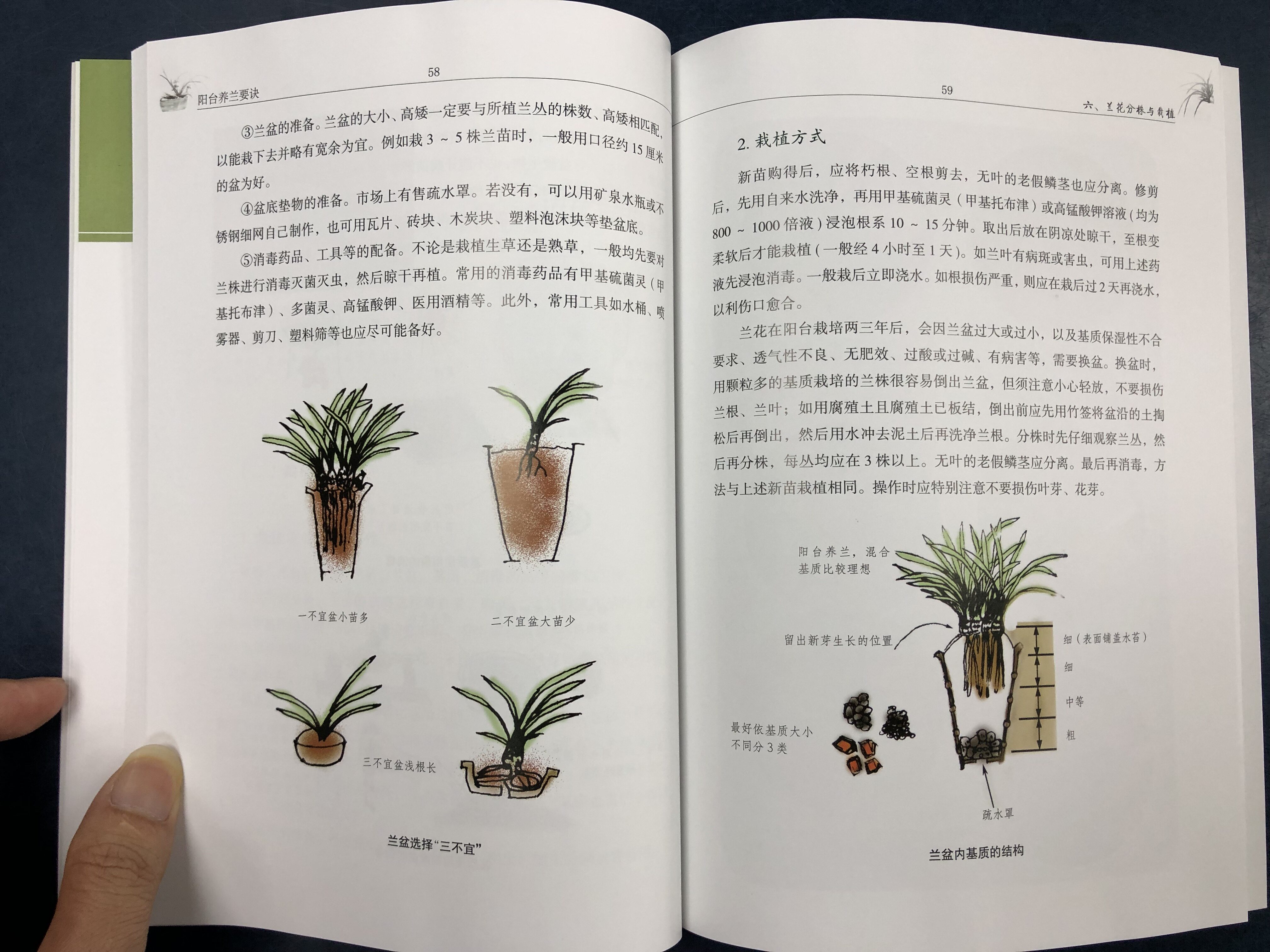 【官方旗舰店】阳台养兰要诀 阳台养兰书籍 兰花栽培种植技术大全养兰