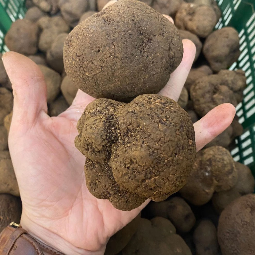 黑松新鲜野生云南特产块菌猪供菌非新鲜松茸