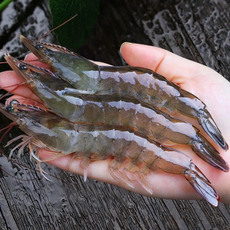 大号海鲜白虾鲜活急冻海虾大虾水产基围青虾冻虾