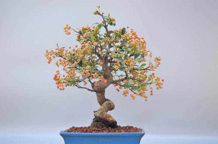 红果禅意火棘盆景盆栽实物老桩精品原生花果绿植