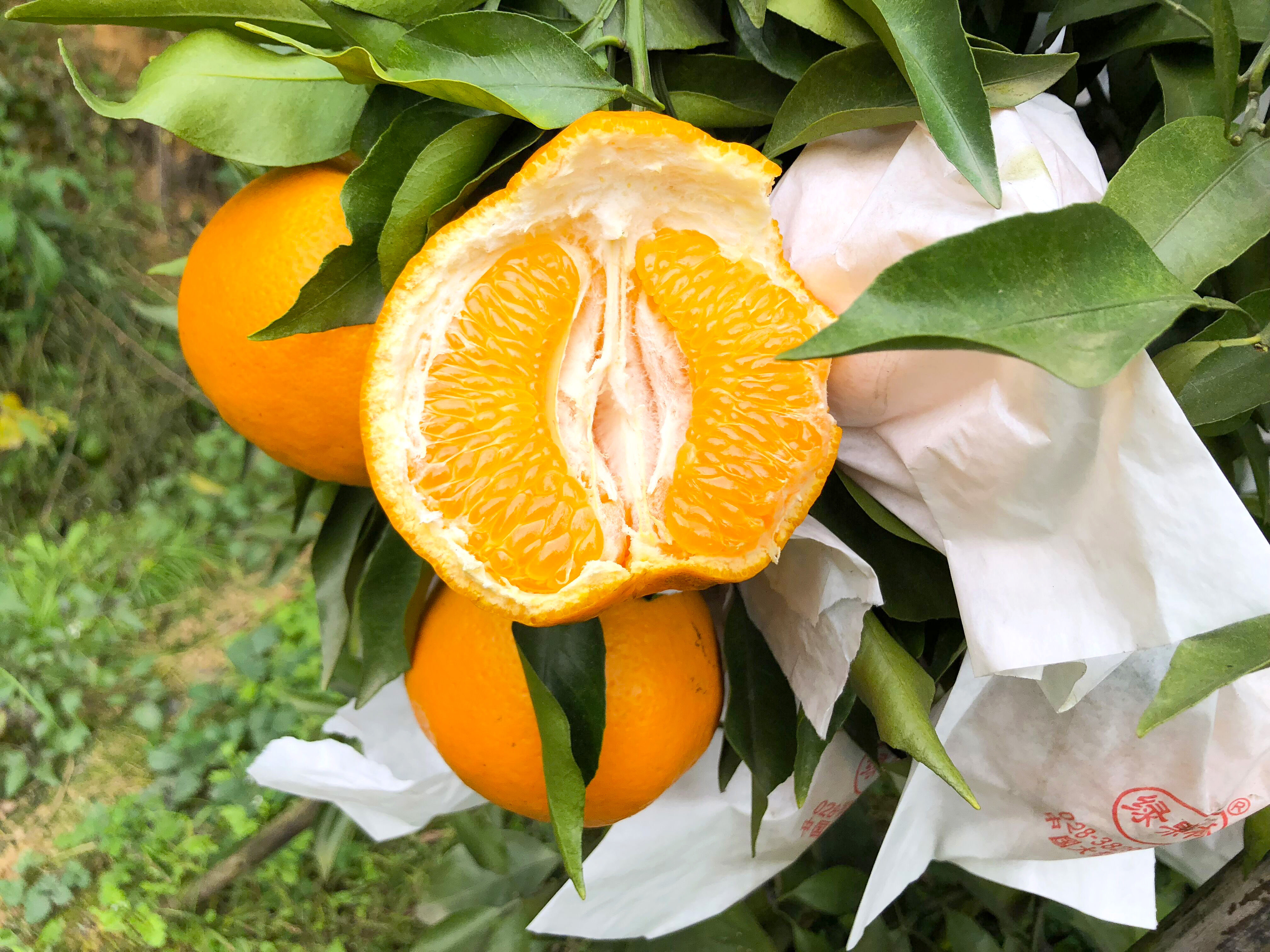 正宗四川春见耙耙柑大果杷杷柑10斤特级粑粑柑新鲜丑橘子顺丰包邮