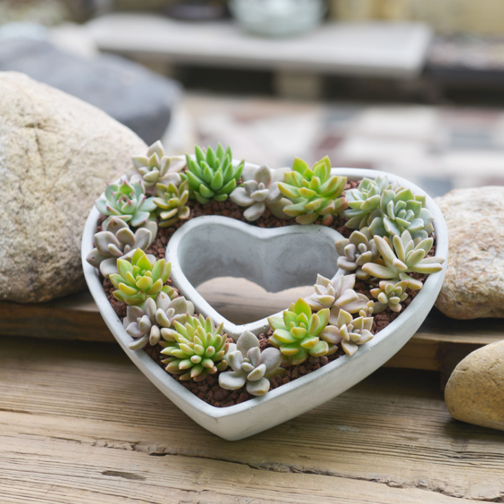 花盆心型创意意多简约大心心形植物爱心水泥花盆