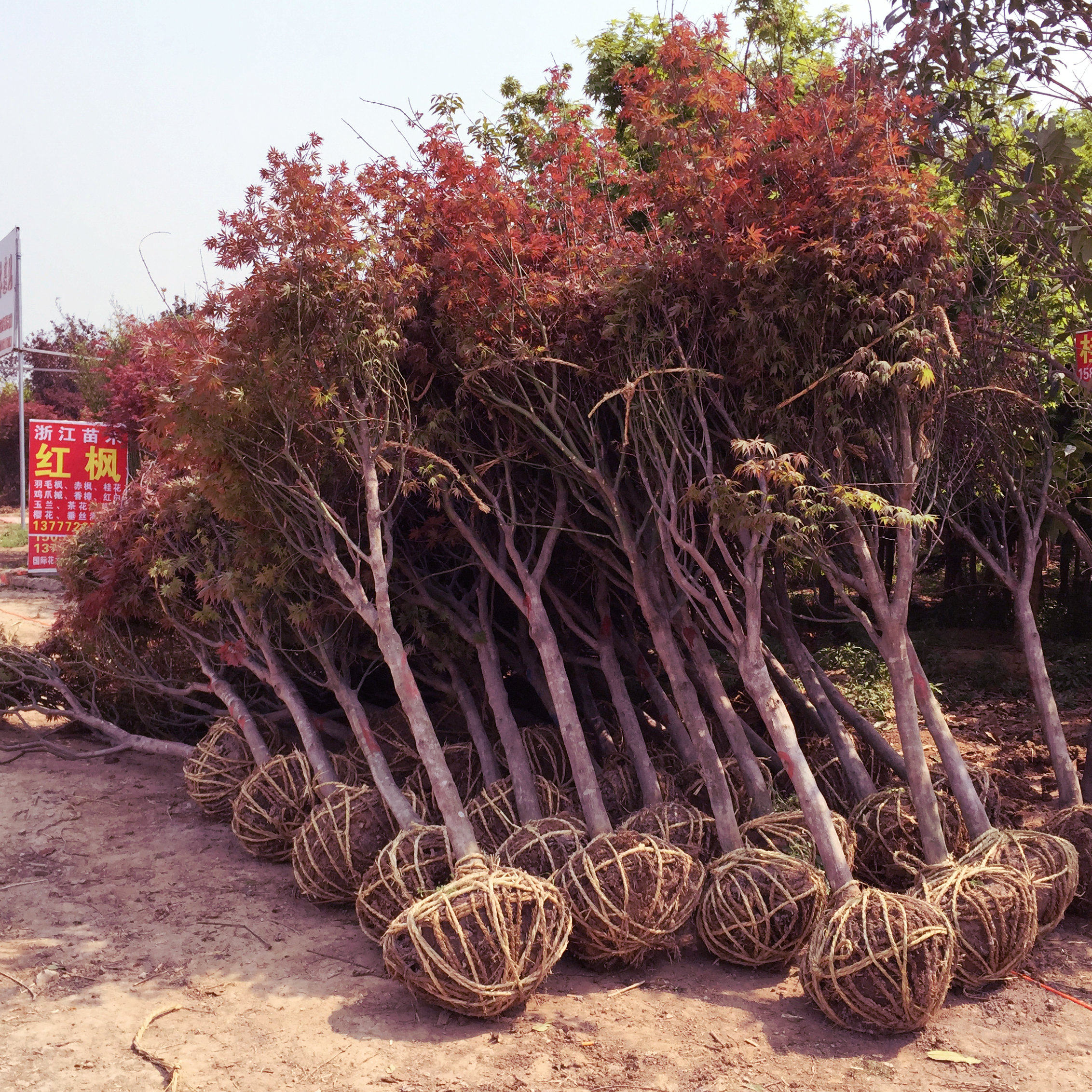 红枫树苗美国日本风景正宗三季中国小苗火焰行道树