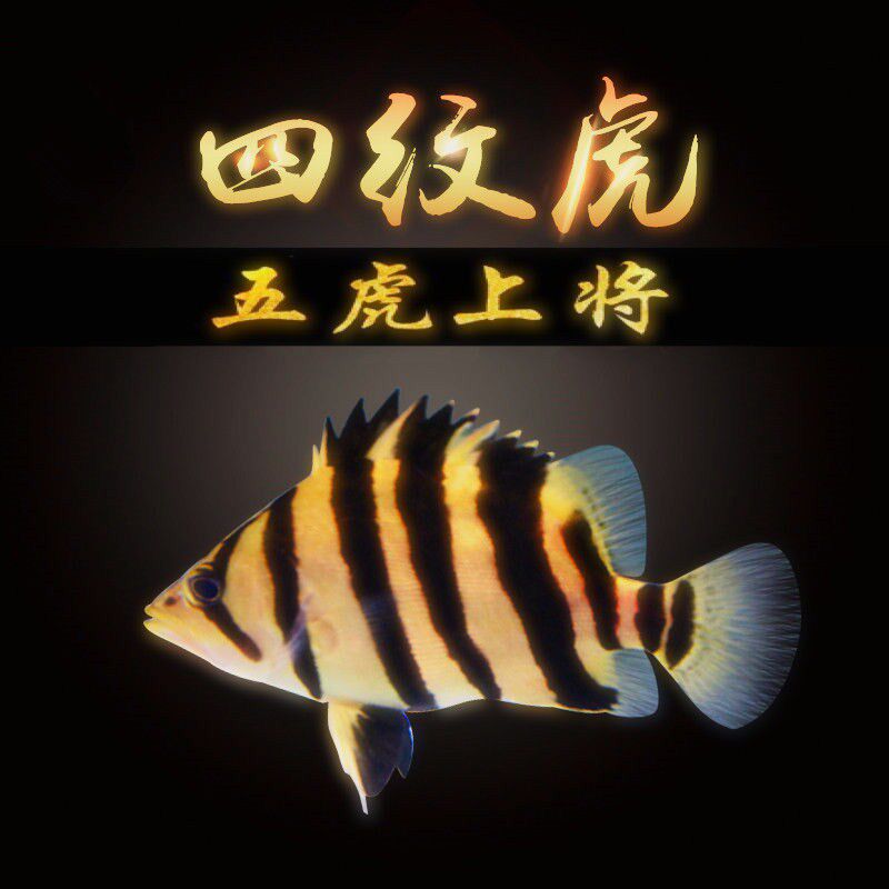 虎鱼活体印尼苏虎苏门答腊四纹观赏鱼热带热带鱼鱼龙鱼