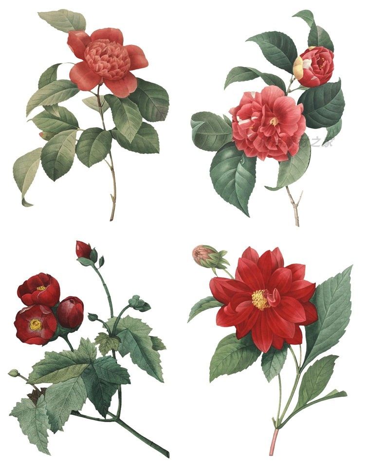 ps免扣唯美精美水彩花朵花卉png图案装饰设计素材