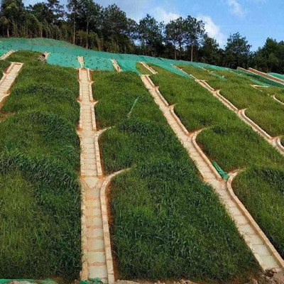 护坡草籽牙根百喜耐旱耐高温边坡绿化复绿草坪家庭园艺种子