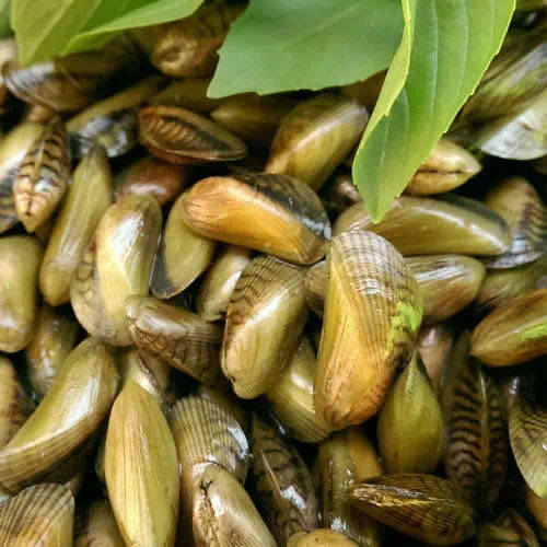 薄壳瓜子鲜活水产新鲜潮汕米当天海贝壳广东其它