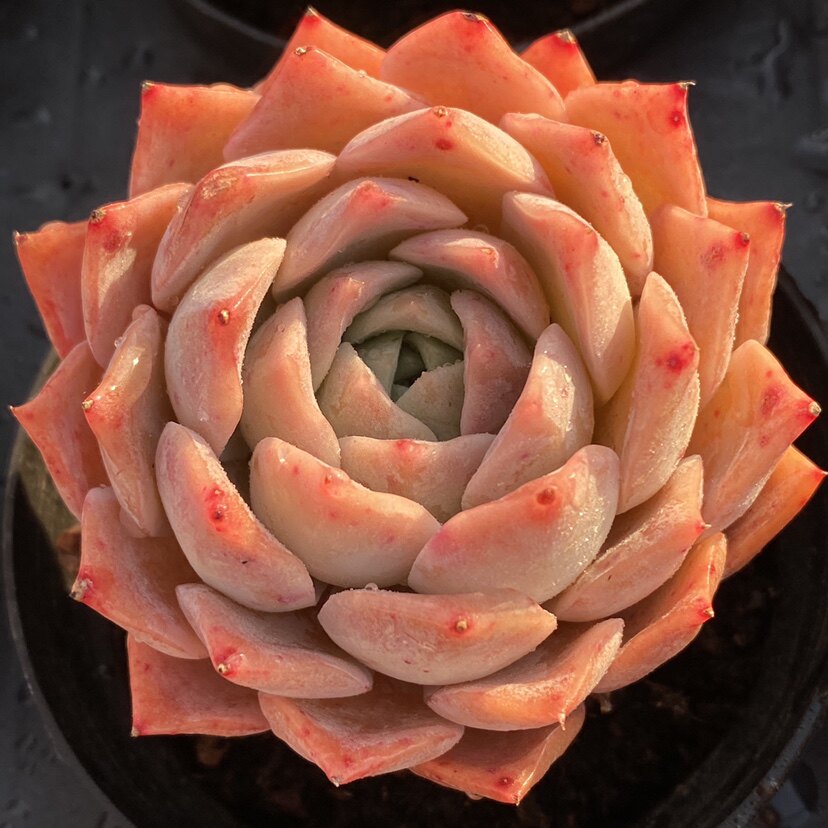 多肉爱神粉色精品植物一物一拍新品雪狼多肉植物