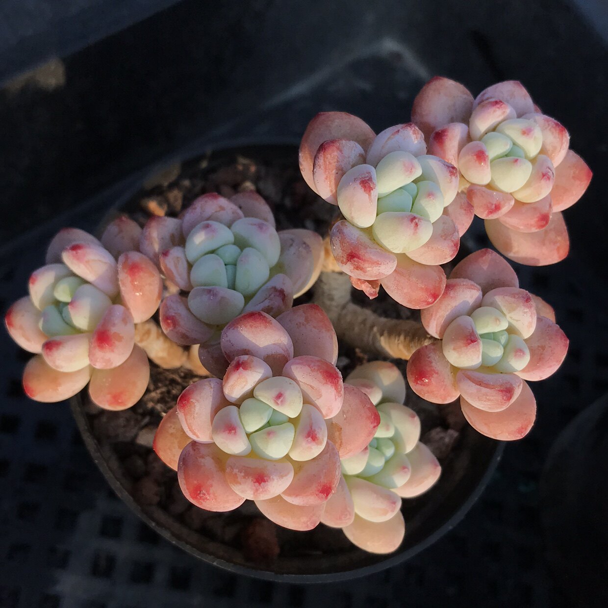 多肉植物果冻劳尔罗琦多精品一物一拍雪狼多肉植物