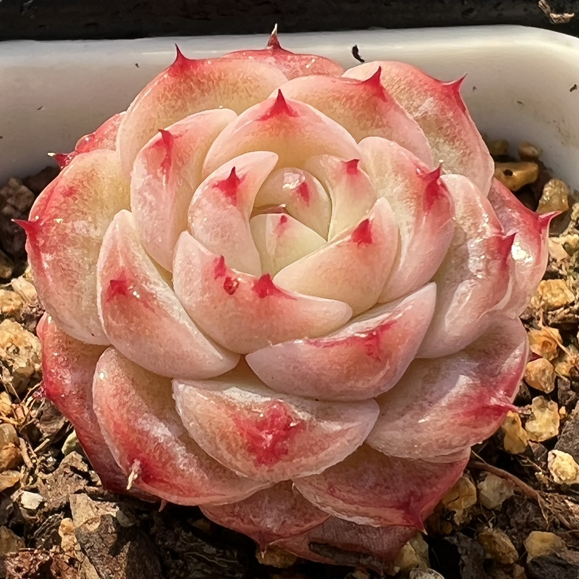 多肉天鹅绒植物一物一拍实图拍摄雪狼多肉植物