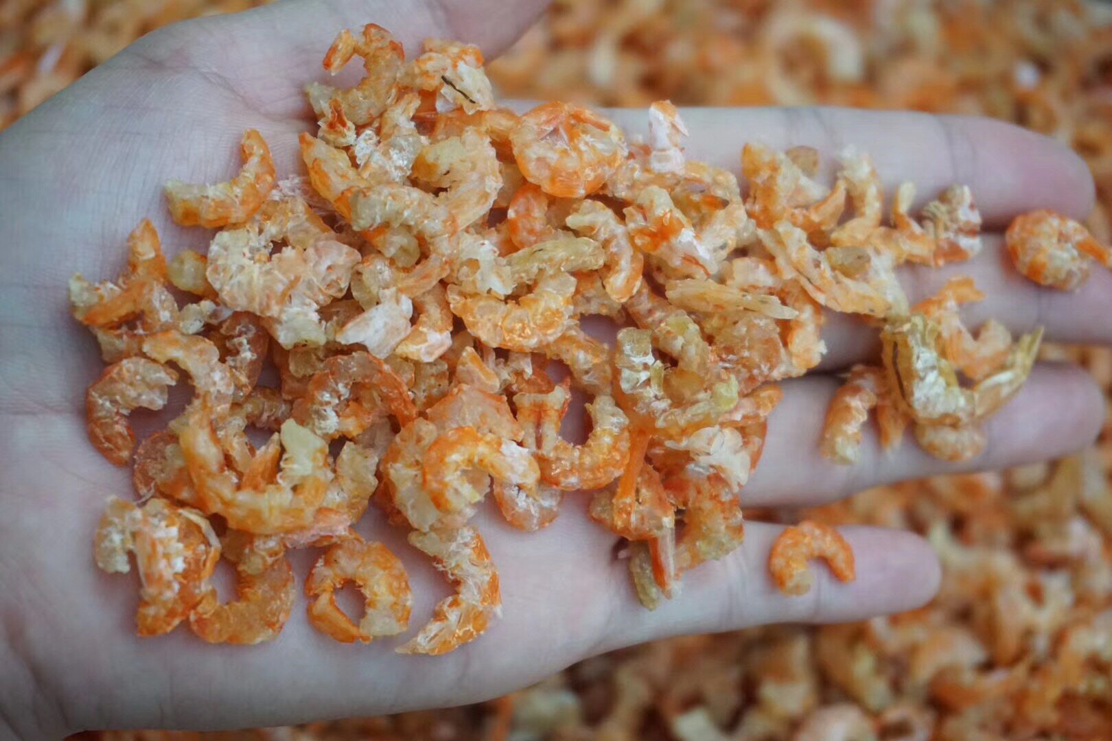 海米汕尾本港淡干500g金钩小虾米干货虾仁虾干虾皮