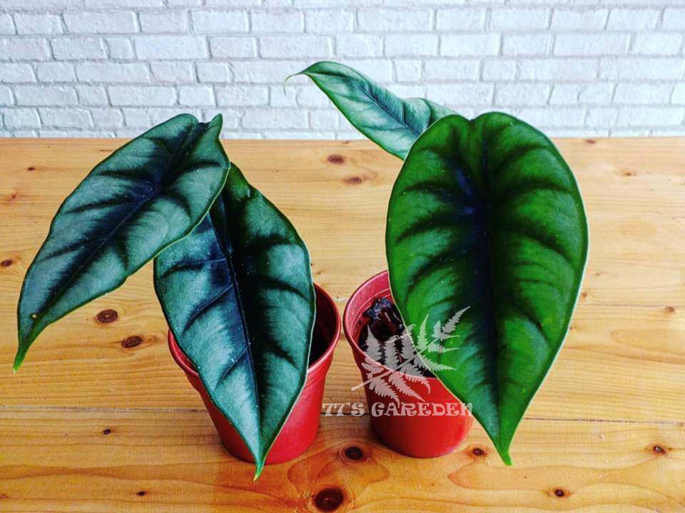 花卉黑心心海新品白犀牛犀牛狭长绿植