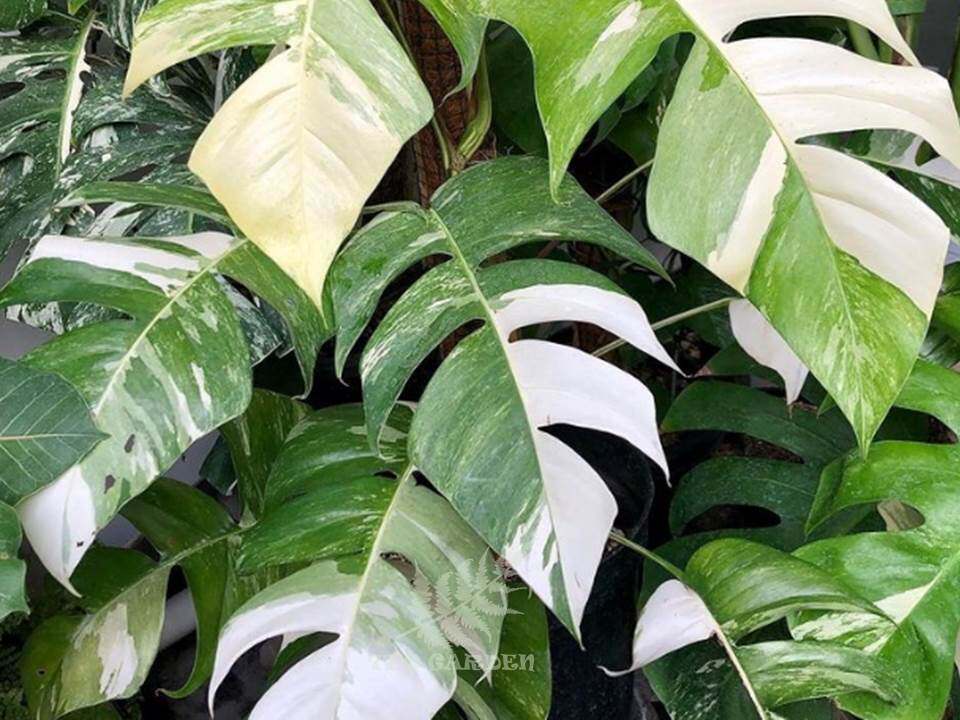 花卉麒麟尾锦锦叶植物ins叶绿植绿植现货包邮绿植