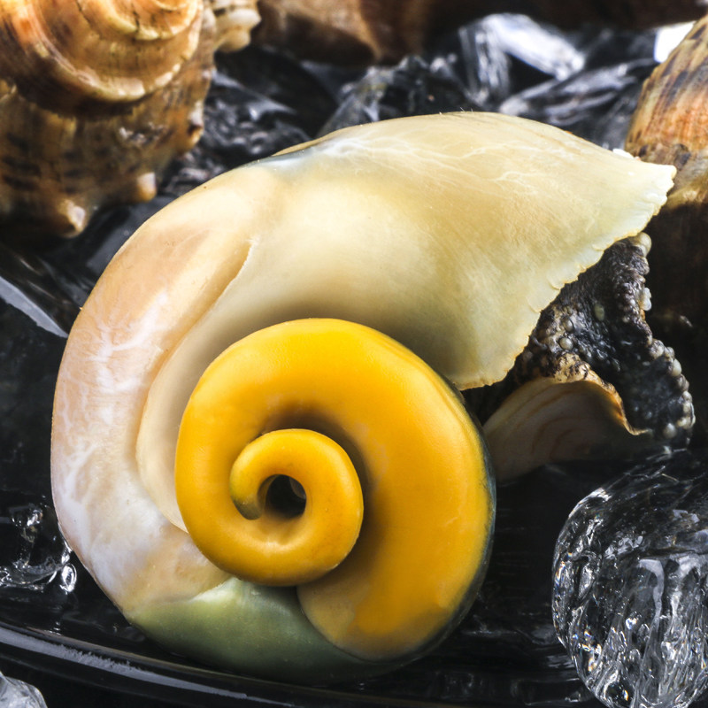 海螺鲜活大个超大当天贝类野生海海鲜水产特大海螺