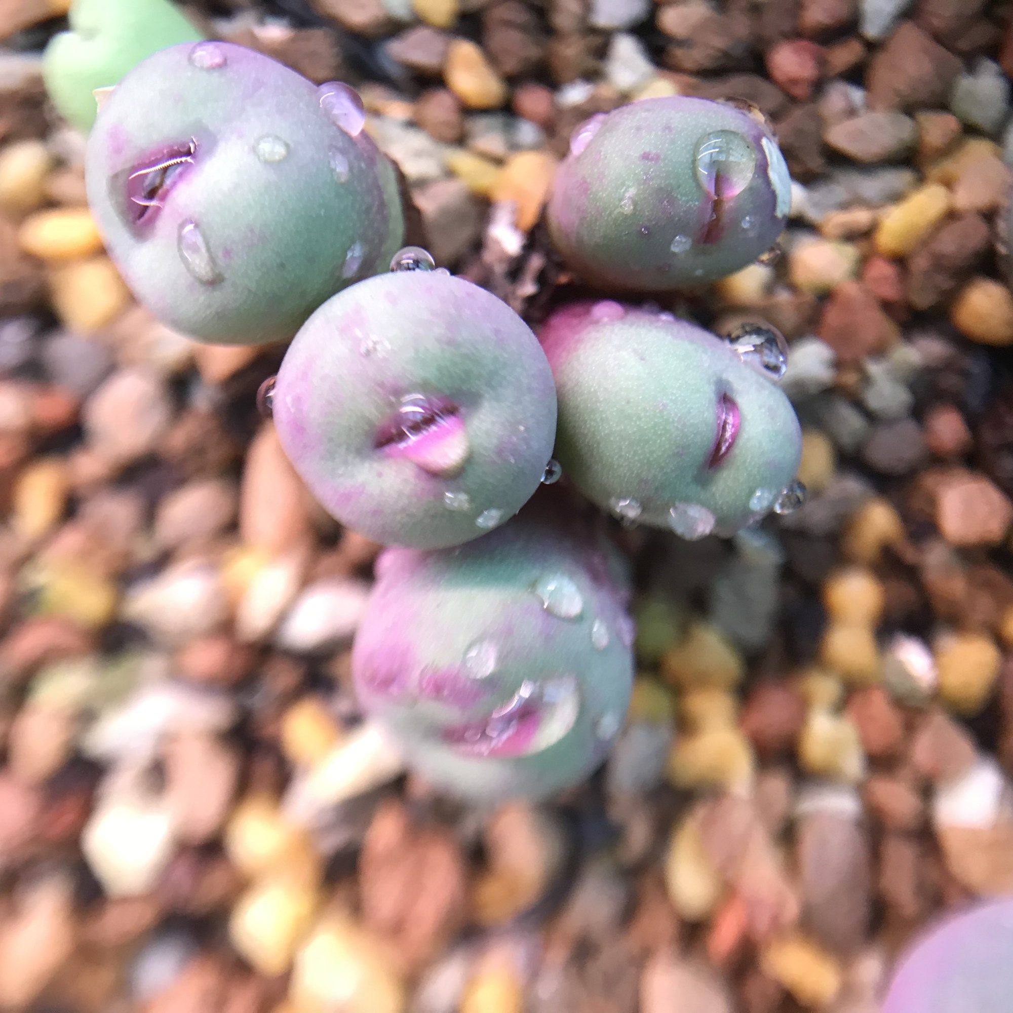 新品上市非洲种源嘟嘟嘴1380b大型红嘴多肉植物多肉植物