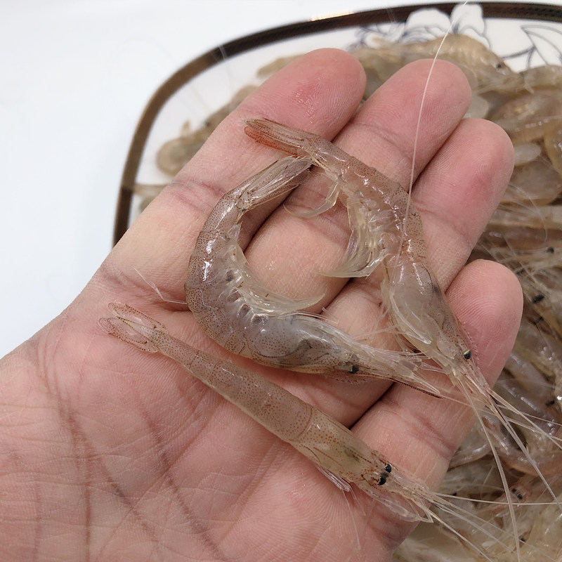 青岛小河鲜活河新鲜冷冻小白虾明虾小海虾水产冻虾