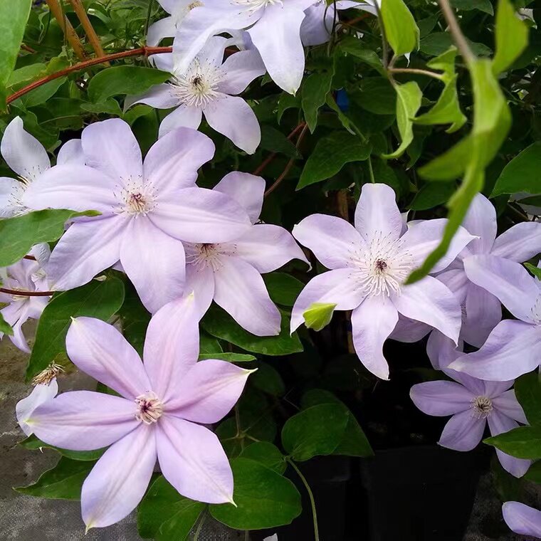 花卉旭裳系列铁线莲市长蜥蜴大河微光乌托邦庭院时令草本花卉