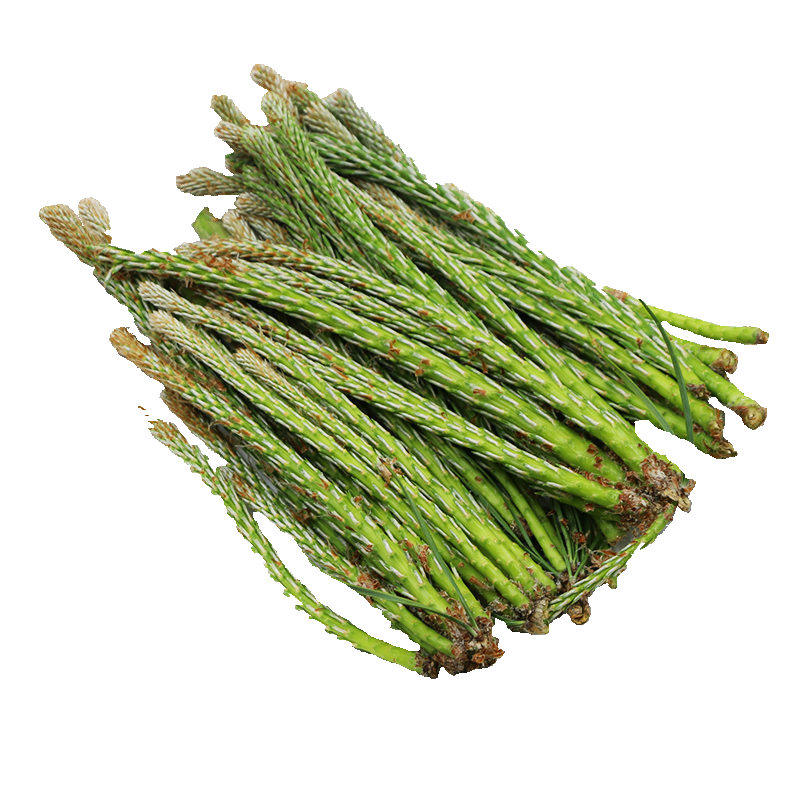 嫩芽松针新鲜野生饮用茶嫩松尖松树全松特级养生茶