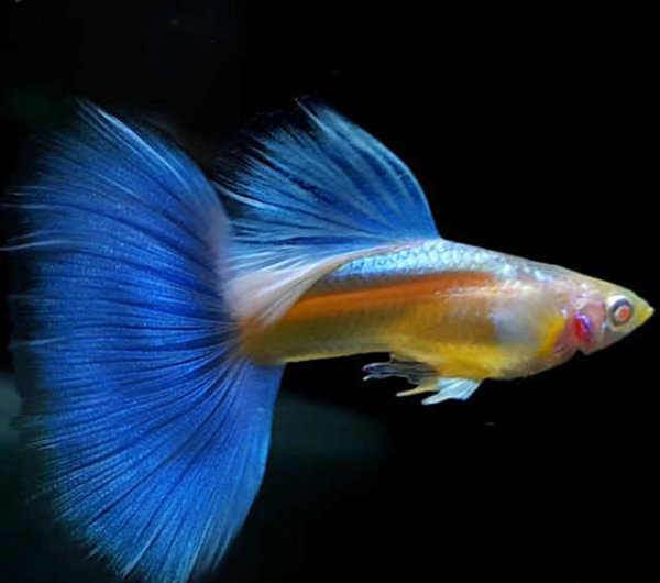 热带鱼观赏鱼孔雀鱼凤尾鱼胎生鱼蓝白孔雀鱼蓝白缎带孔雀鱼