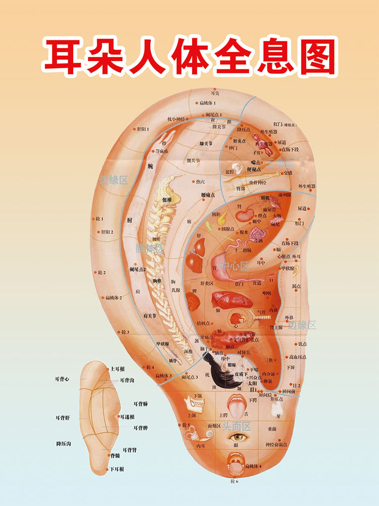 中医耳朵对应五脏图片图片