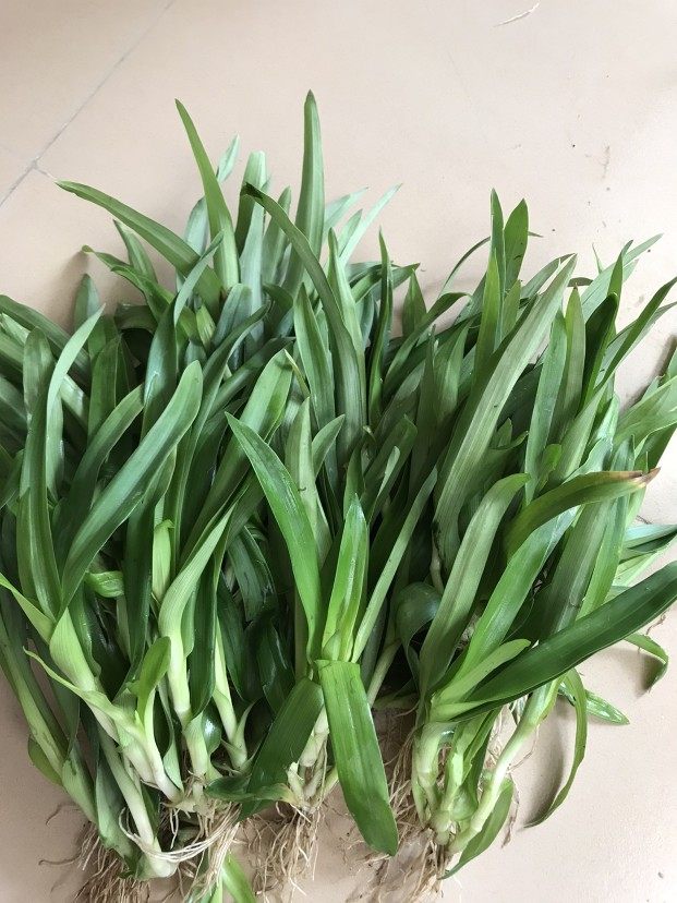 新鲜痰火500克围夹癌草广东猫爪草食食用鸭跖其他药食同源食品