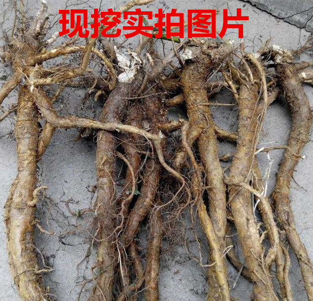 2斤鲜苦参地槐条根野槐根好汉枝现挖野生中药材苦槮整根包邮