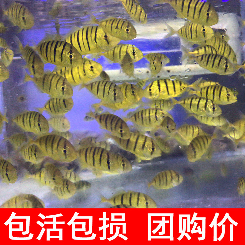 黄金海水活体群游蓝吊小丑鱼尼莫多莉金色系色系鱼