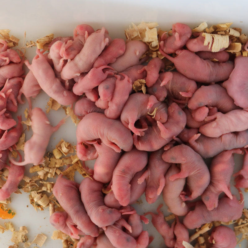 乳鼠大白黑鼠仔酒老鼠仔泡广东省家白霜小老鼠活体爬虫