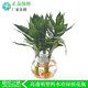 Plastic Transparent Hydroponic Small Vase Flower Pot Container Shipping Home Gardening Home Furnishing Office Hotel Shopping Mall Plastic Transparent Hydroponic Small Vase Flower Pot Container Shipping Home Gardening Home Furnishing Office Hotel Shopping Mall