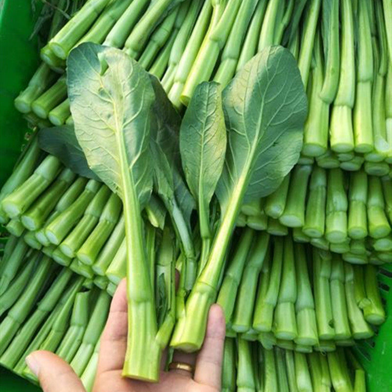 甜菜菜心种子广东四九菜苔种籽矮脚青菜尖叶蔬菜种子