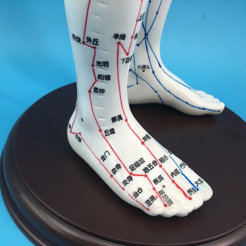 穴位人体模型超清中医针灸十二经络其他模型玩具