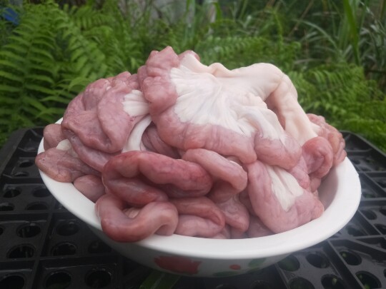 贵州锦屏生粉肠本地猪粉肠 猪小肠 猪顺肠 新鲜肾肠生猪现杀肾肠