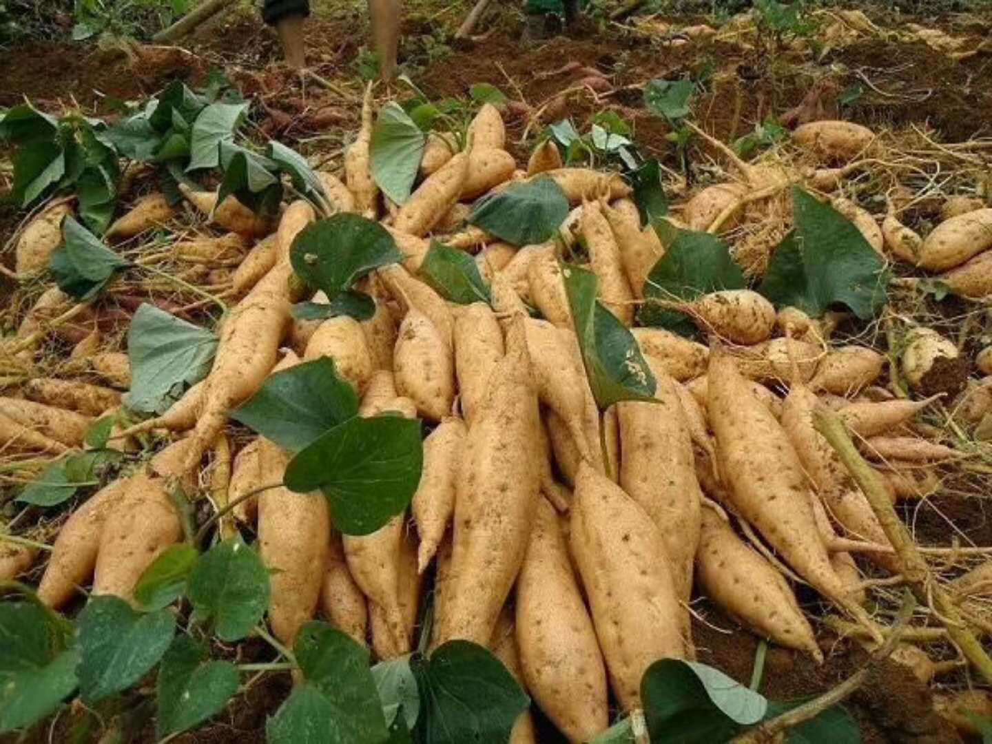 贵州紫云红芯薯金手指地瓜小山芋新鲜小番薯5斤迷你红薯红苕蜜薯