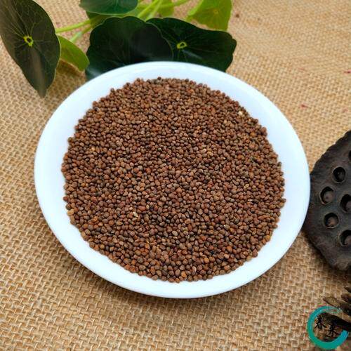 苏子种子大叶紫苏食用阳台盆栽植物四季栽野生种菜籽春季食用野生