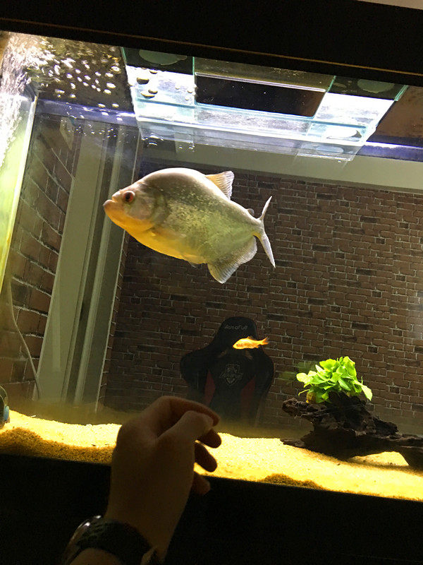 秘鲁食苗活体小黑黑鱼鲁钻观赏鱼巴西食凶猛鱼鱼