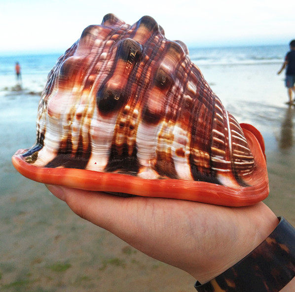 天然海螺万宝螺招财螺四大名螺水族箱鱼缸布景收藏观赏礼品包邮